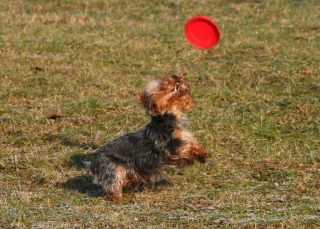 Petti