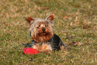 Petti